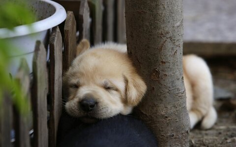 labrador-puppy.jpg
