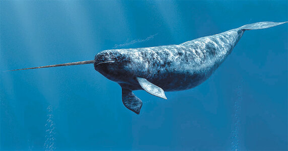 narwhal375.jpg
