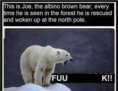 albino bear2.jpg