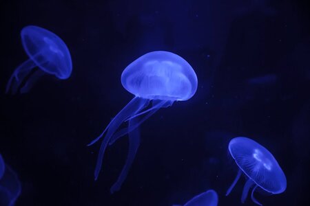 shutterstock_1090987061_1024x1024.jpg