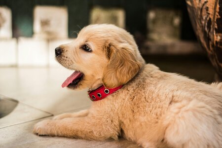 animal-dog-pet-248307.jpg