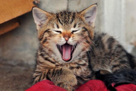 yawn.jpg