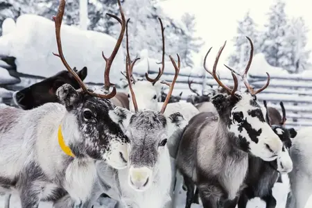 reindeers-on-a-farm--hetta--enontekioe--finland-1251778560-25c3fca2aad34355903b2b9283cd7c60.webp