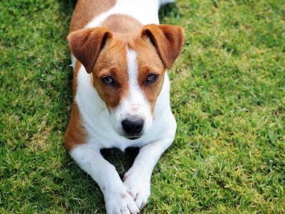 Jack-Russell-Terrier-Dog-Breed-Information.jpg