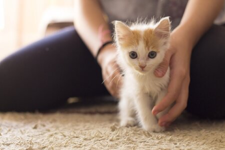 white-kitten-1492390603sE2.jpg