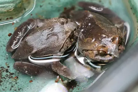 Hairy_frog_Trichobatrachus_robustus_1-1080x720.webp