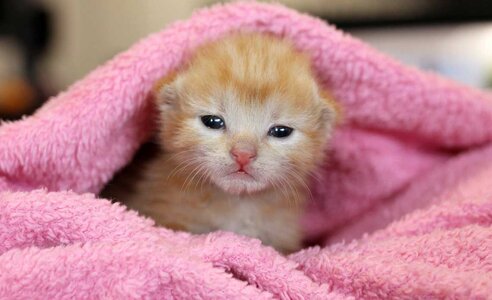 blog-kitten-nursery-operation-kindness.jpg
