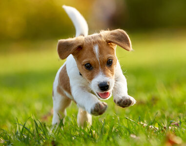 puppy-class-2.jpg