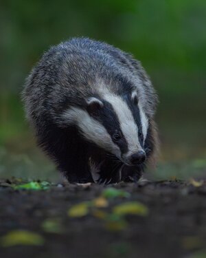 marius_wildlife_photographer_491439905_17969640617894184_6868776552194355726_n.jpg