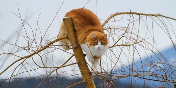 bare-tree.jpg