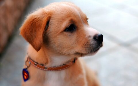 Cute-Dog-Images.jpg