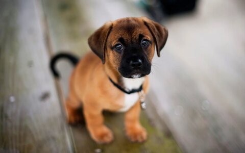 Cute-Dog-Photography.jpg