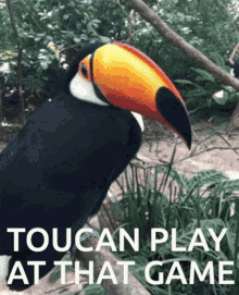 toucan-play.gif