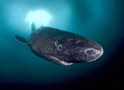 Greenland-shark-ice-Lancaster-Sound-Baffin-Island.jpg