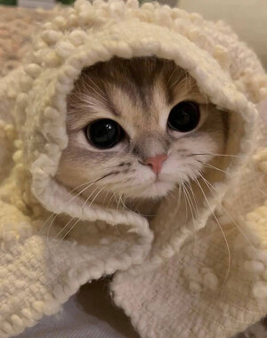 in-a-blanket.jpg