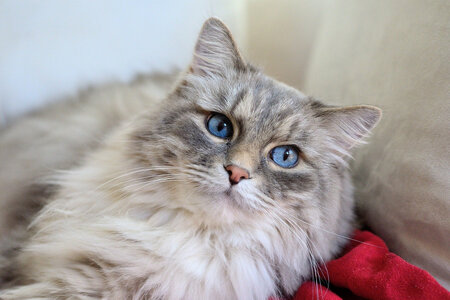 blue-eyes.jpg