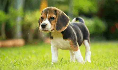 Cute-Dog-Breeds.png