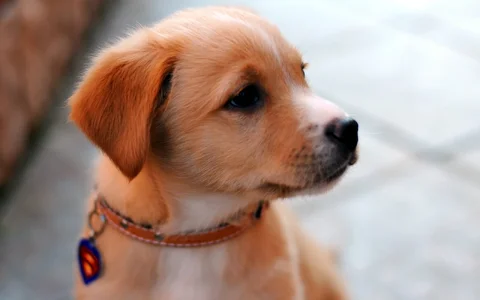 Cute-Dog-Images.webp