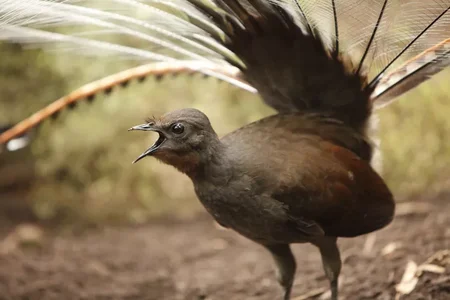 lyrebird-28bf47808eb448bba6135182059268fe.webp