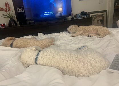 Dogs.jpg
