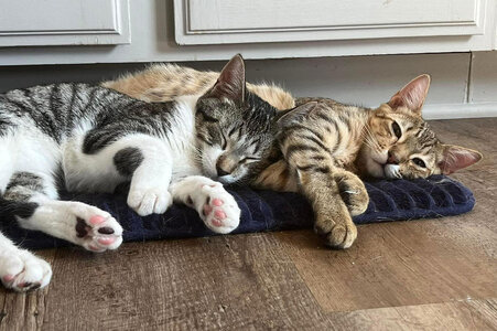 resting-friends.jpg