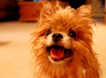 Cute-Dogs-dogs-13883009-2149-1586.jpg