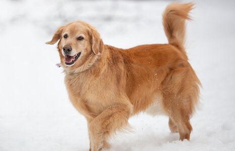 cute-dog.jpg