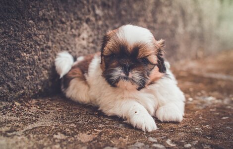 puppies-breeds.jpg