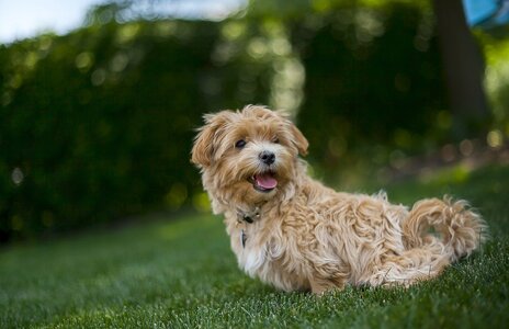 Maltipoo.jpg