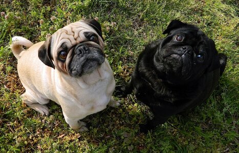 dog-photos.jpg