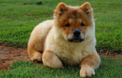 cutest-dogs.jpg