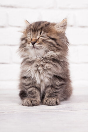 fluffy.jpg