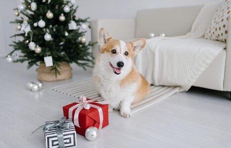 cutest-dog-in-the-world.jpg
