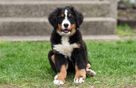 cutest-dog-breed.jpg