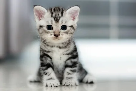 5994.webp