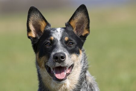 australian-cattle-dog-portrait-523096669-5873e59e5f9b584db35cdf58.jpg