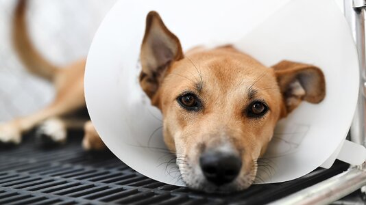 dog_with_cone_1262694482.jpg