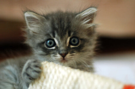 cute-kitten-pictures-na36539xgs8kfusz.jpg