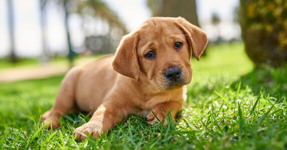 guide-dogs-puppy-in-the-park.jpg