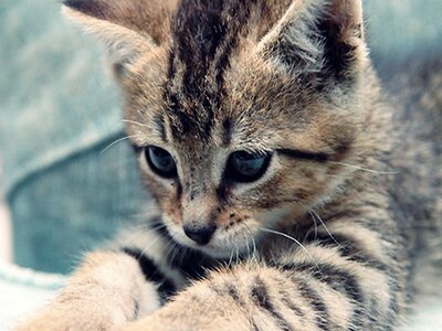 Cute-kitten-cute-kittens-18565723-1024-768.jpg