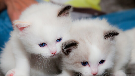 two_cute_white_cats_are_looking_down_4k_hd_kitten.jpg