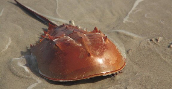 Horseshoe-Crab-close-up.jpg