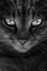 upload_2018-12-7_22-11-16.png