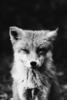 upload_2018-12-8_2-13-56.png