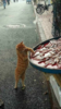 upload_2018-12-8_21-27-5.png