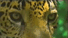 jag1.gif