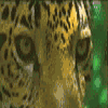 jag2.gif