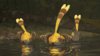 Jinfengopteryx.jpg
