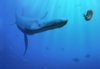 Pliosaurus.jpg