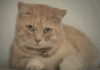 CatSingleTear.gif